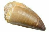 Fossil Mosasaur (Thalassotitan) Tooth - Morocco #364044-1